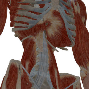 Respiración y cuadrupedia
